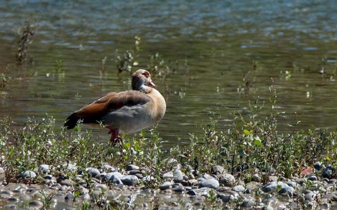Oca egiziana  - Emanuele Pontiggia