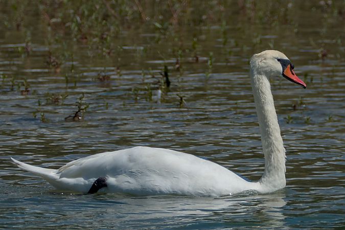 Cigno reale  - Emanuele Pontiggia