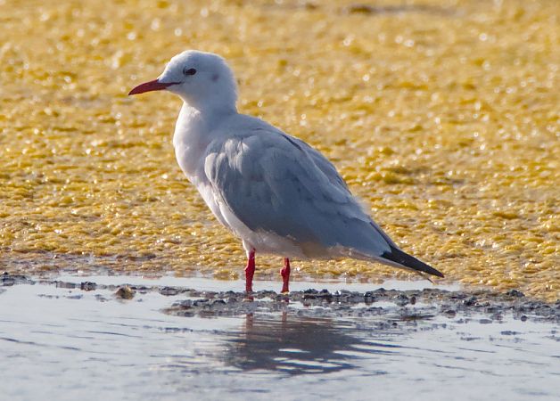 Gabbiano roseo  - Emanuele Pontiggia