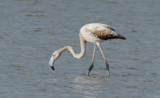 Fenicottero  - Emanuele Pontiggia