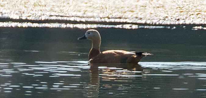 Casarca  - Emanuele Pontiggia