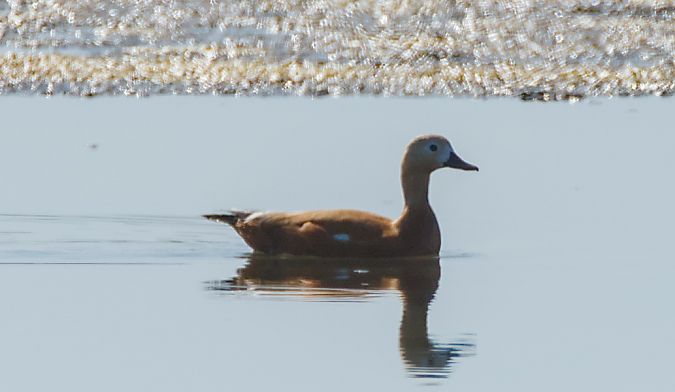 Tadorne casarca  - Emanuele Pontiggia