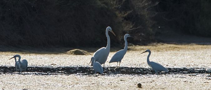 Airone bianco  - Emanuele Pontiggia