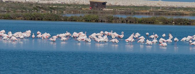 Fenicottero  - Emanuele Pontiggia