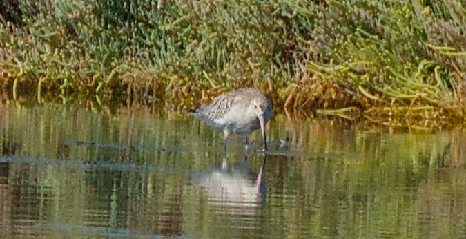 Pittima minore  - Emanuele Pontiggia
