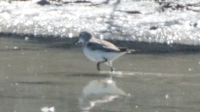 piccolo limicolo indet.  - Emanuele Pontiggia