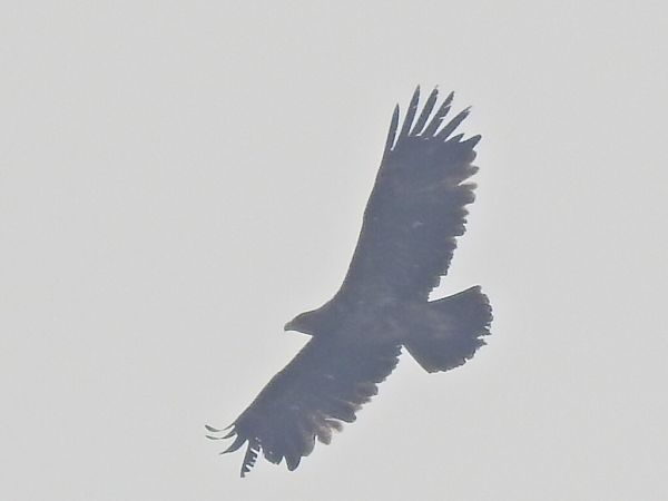 Aquila anatraia maggiore  - Emanuele Crepet