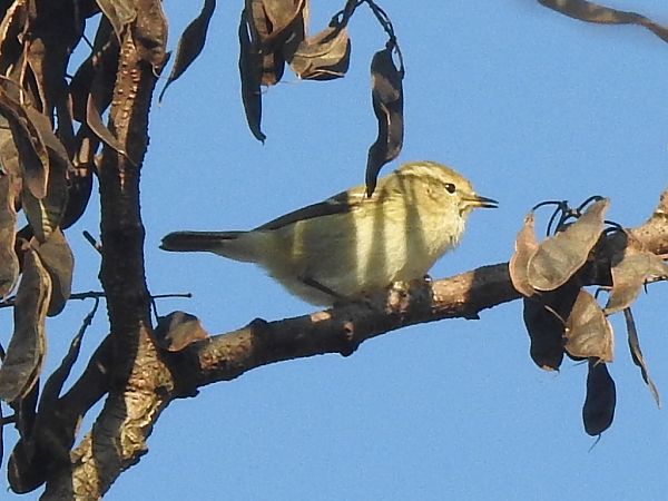 Luì di Hume  - Emanuele Crepet