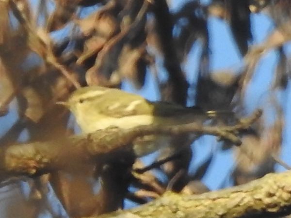 Luì di Hume  - Emanuele Crepet