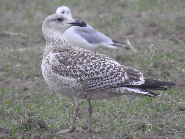 Mugnaiaccio  - Emanuele Crepet