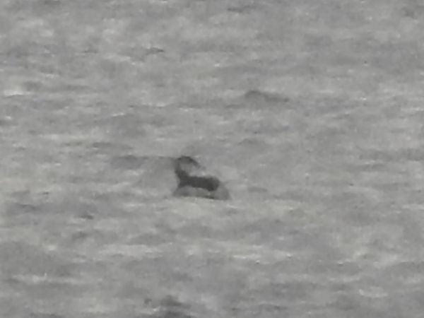 Svasso cornuto  - Emanuele Crepet