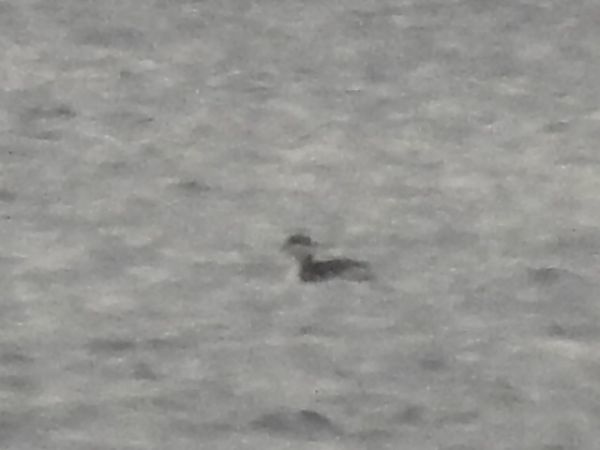 Svasso cornuto  - Emanuele Crepet