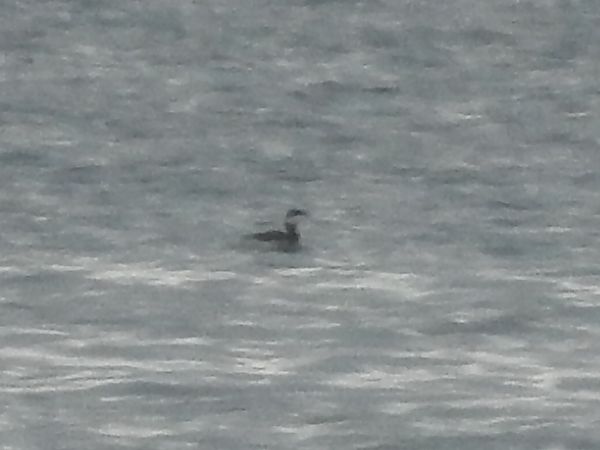 Svasso cornuto  - Emanuele Crepet