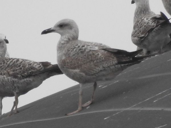 Gabbiano pontico  - Emanuele Crepet