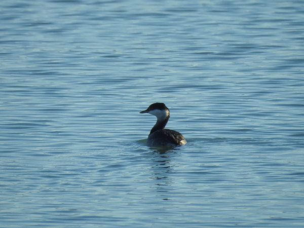 Svasso cornuto  - Emanuele Crepet