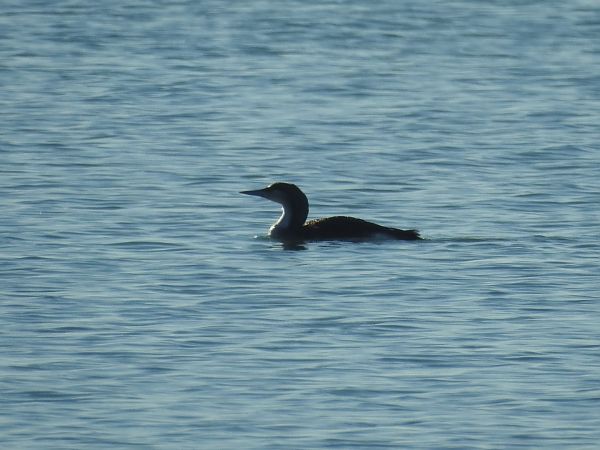 Strolaga mezzana  - Emanuele Crepet