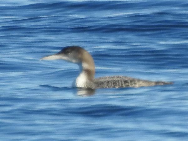 Strolaga maggiore  - Emanuele Crepet