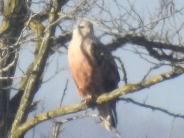 Poiana codabianca  - Emanuele Crepet