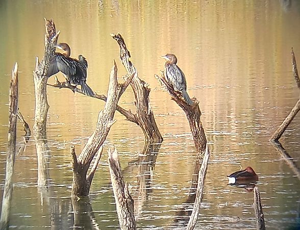 Moretta tabaccata  - Paolo Papini