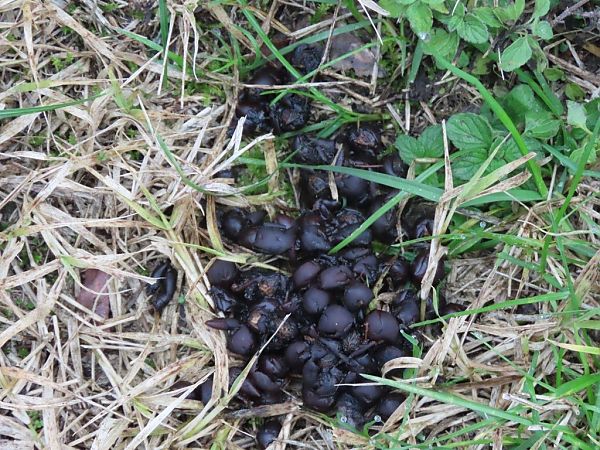 Mammifero indet.  - Giorgio Leoni