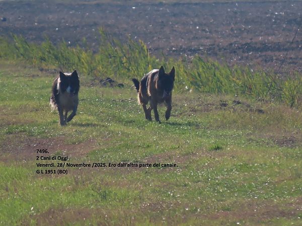 Canidae sp.  - Giorgio Leoni
