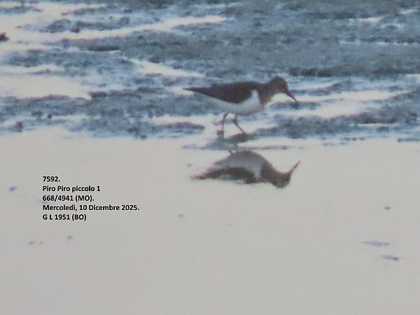 Piro-piro piccolo  - Giorgio Leoni