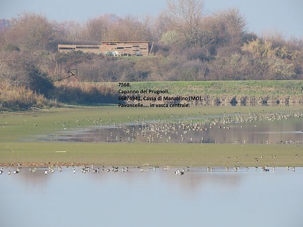 Pavoncella  - Giorgio Leoni