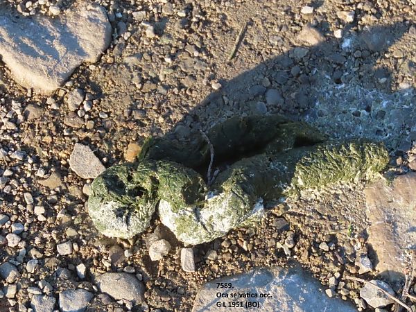 Oca selvatica occidentale  - Giorgio Leoni