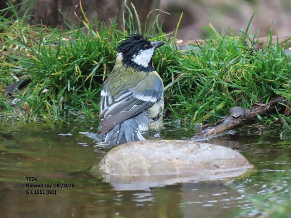 Cinciallegra  - Giorgio Leoni
