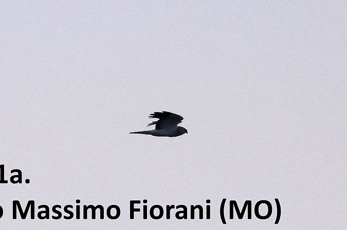 Albanella reale  - Giorgio Leoni