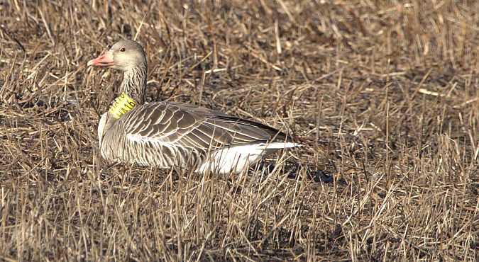 Oca selvatica occidentale  - Marcello Longeri