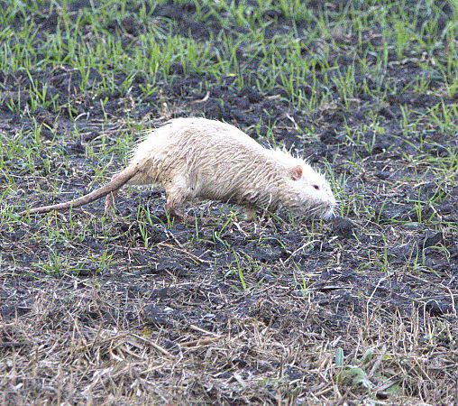 Nutria  - Marcello Longeri