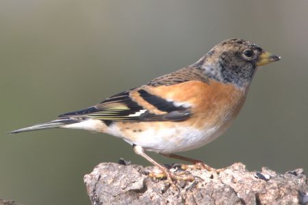 Peppola  - Claudio Bucciarelli