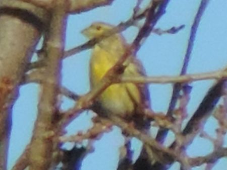 Verzellino  - Claudio Bucciarelli