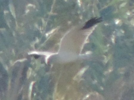 Albanella pallida  - Claudio Bucciarelli