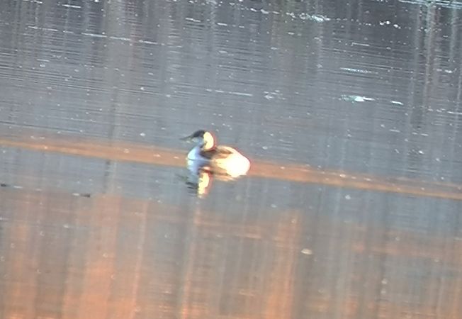 Svasso collorosso  - Lorenzo Pini