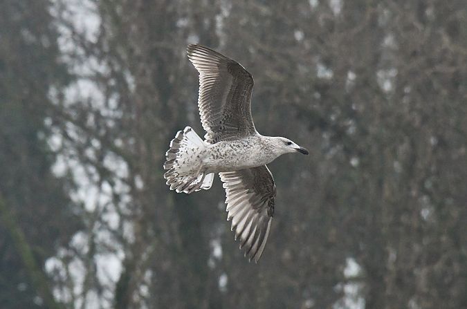 Mugnaiaccio  - Lorenzo Pini