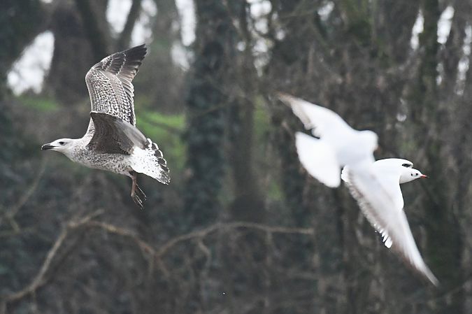 Mugnaiaccio  - Lorenzo Pini