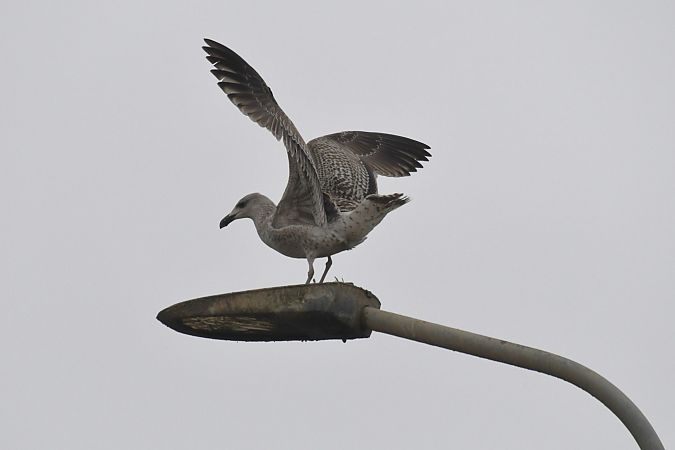 Goéland marin  - Lorenzo Pini