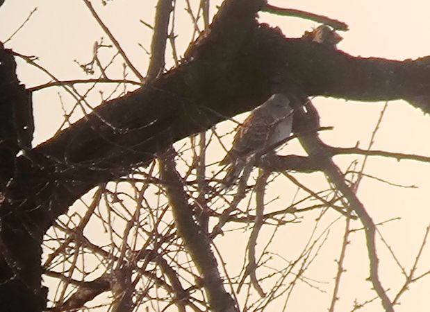 Tortora orientale  - Lorenzo Pini