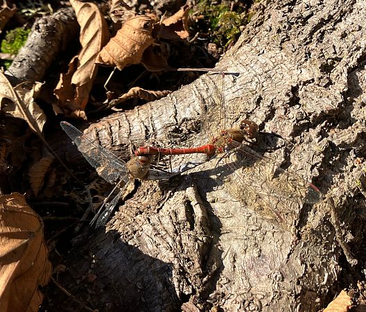 Sympetrum striolatum  - Nicola Pilon