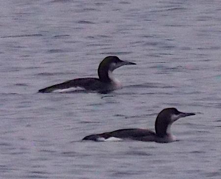 Strolaga mezzana  - Angelo Pasqua