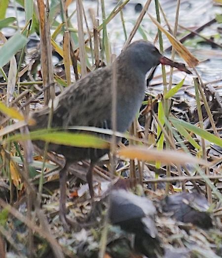 Porciglione  - Angelo Pasqua