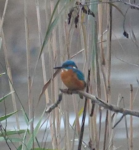 Martin pescatore  - Angelo Pasqua