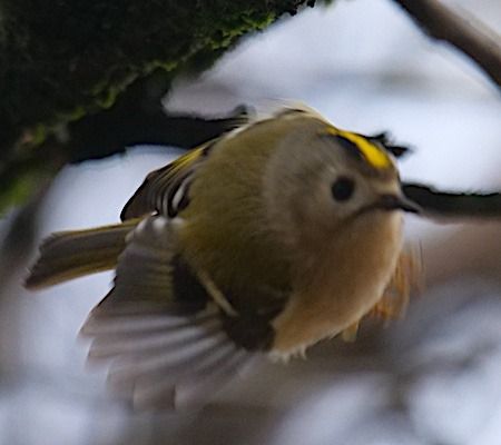 Regolo  - Angelo Pasqua