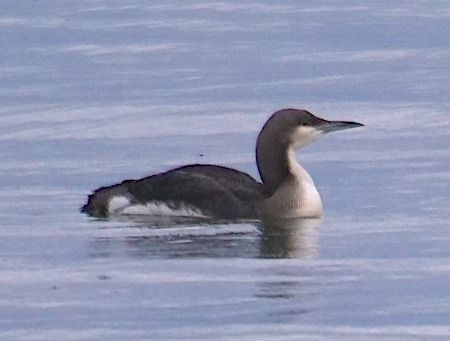 Strolaga mezzana  - Angelo Pasqua