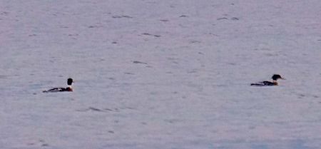 Smergo minore  - Angelo Pasqua