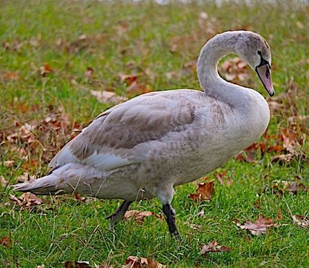 Cigno reale  - Angelo Pasqua
