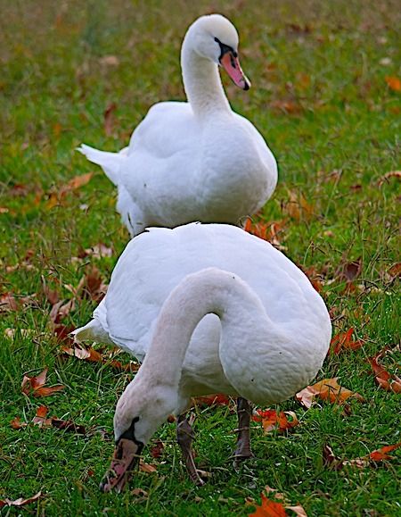 Cygne tuberculé  - Angelo Pasqua