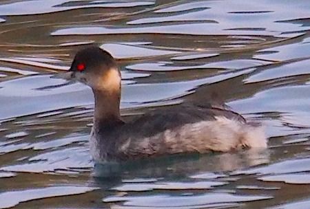 Svasso piccolo  - Angelo Pasqua